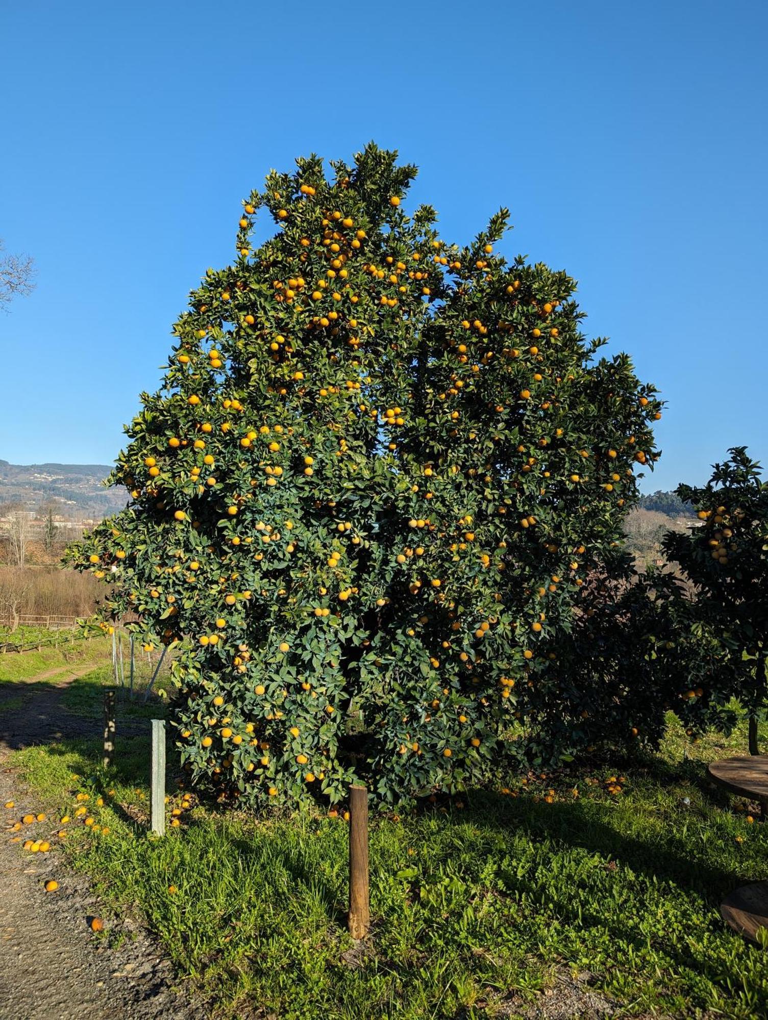 Quinta Da Lage E Enoturismo
