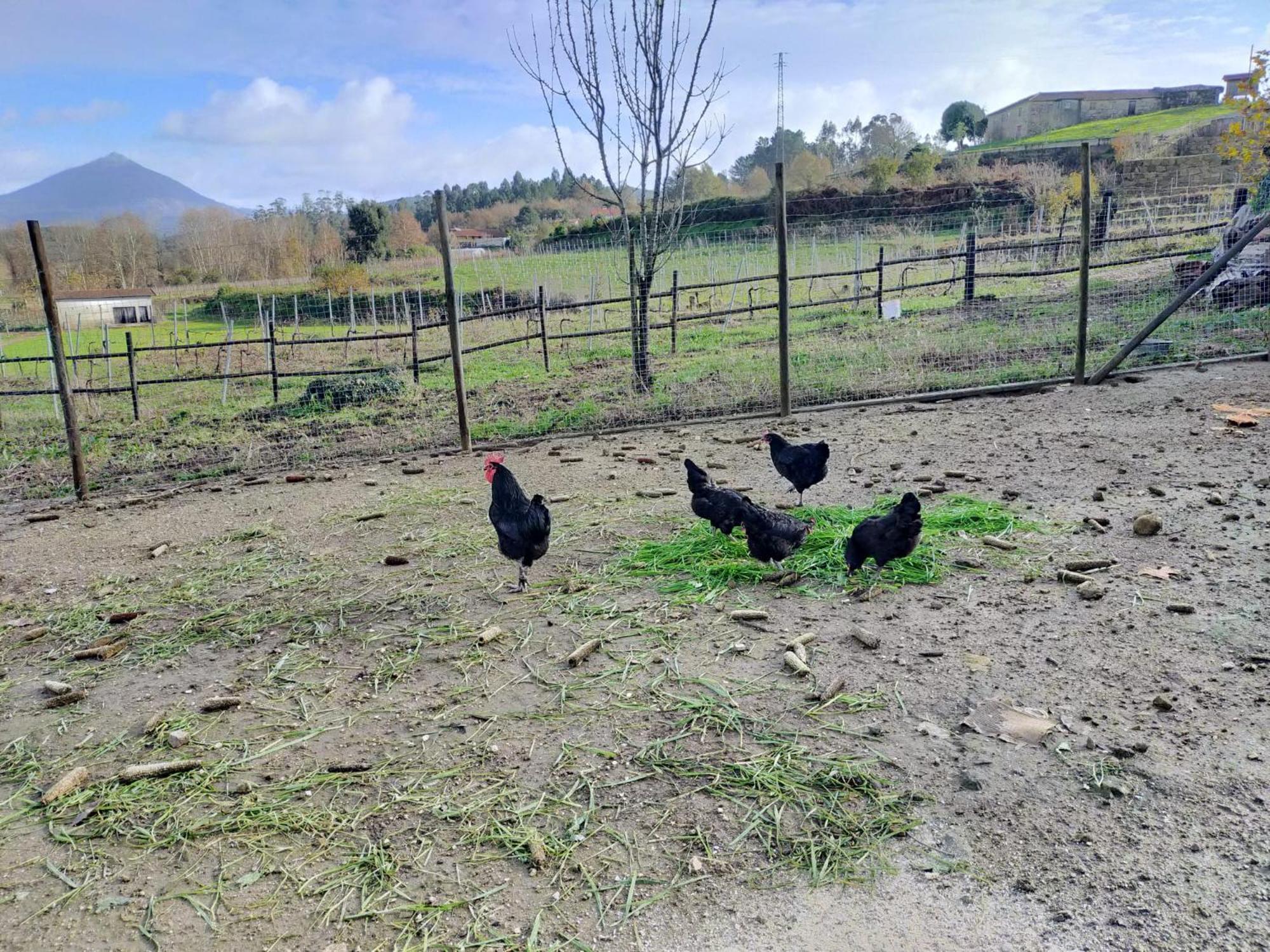 Quinta Da Lage E Enoturismo *